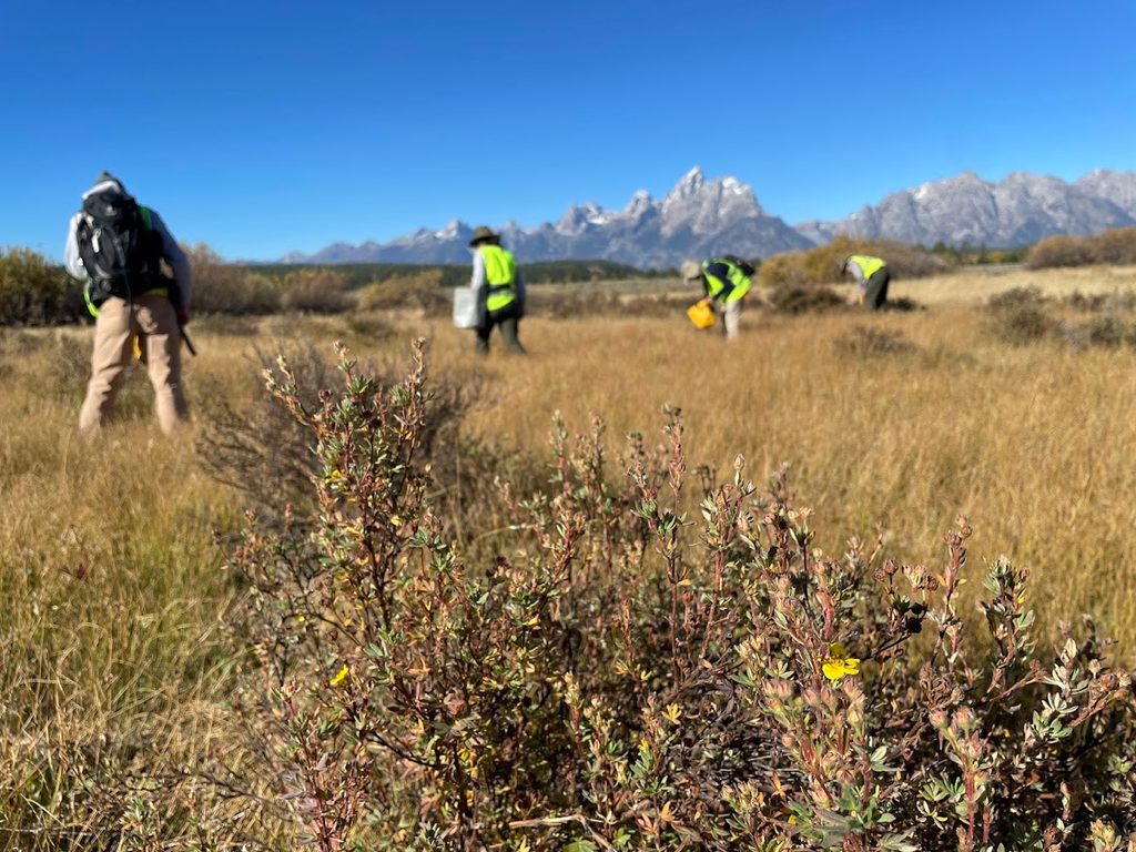 Volunteers and Scientist-in-Parks intern, Avery Blumenthal '23 collect shrubby cinqeufoil seeds with the Tetons in the background