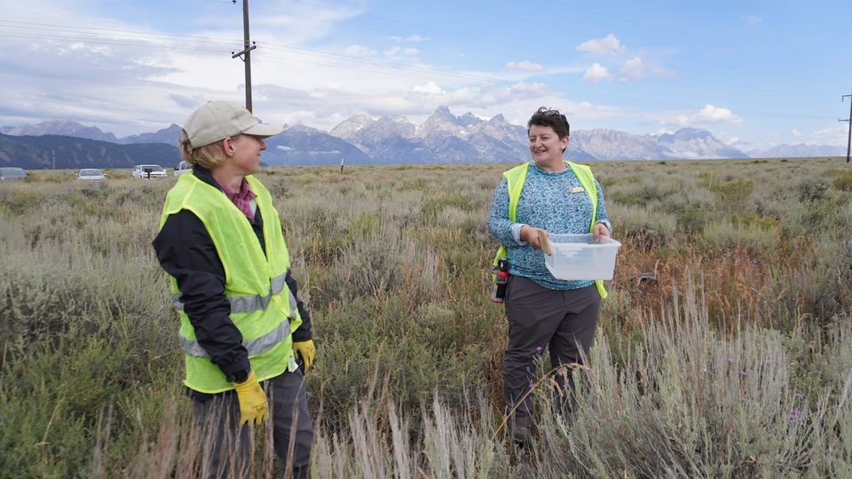 Jasmine Cutter chat with long-time seed volunteer while collecting antelope bitterbrush