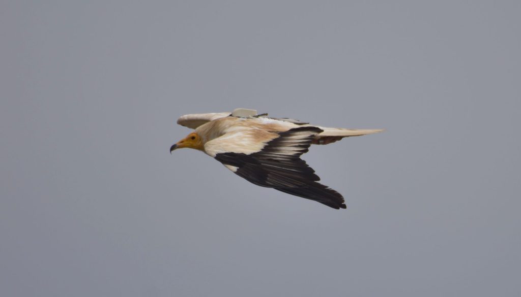 A mid-flight Egyptian Vulture.