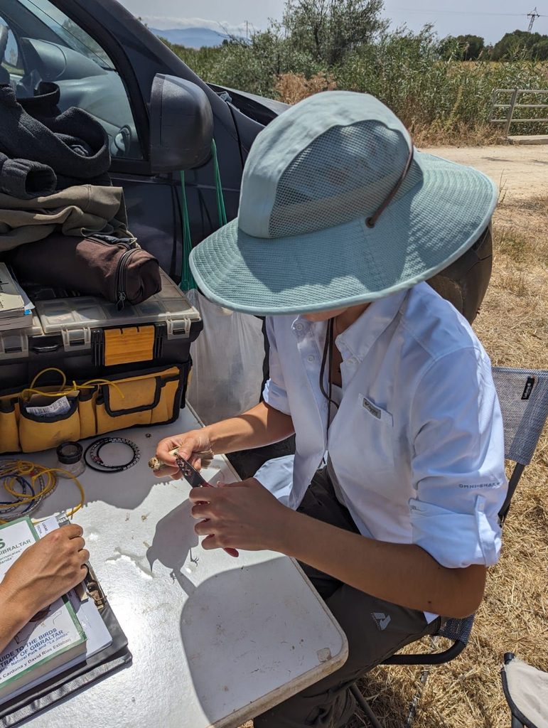Gomez-Palmer banding a songbird.