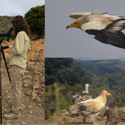 Collage of three photos: Maxima Gomez-Palmer looking through a telescope, a mid-flight Egyptian Vulture, and Egyptian Vultures picking at the ground at the top of a mountain.