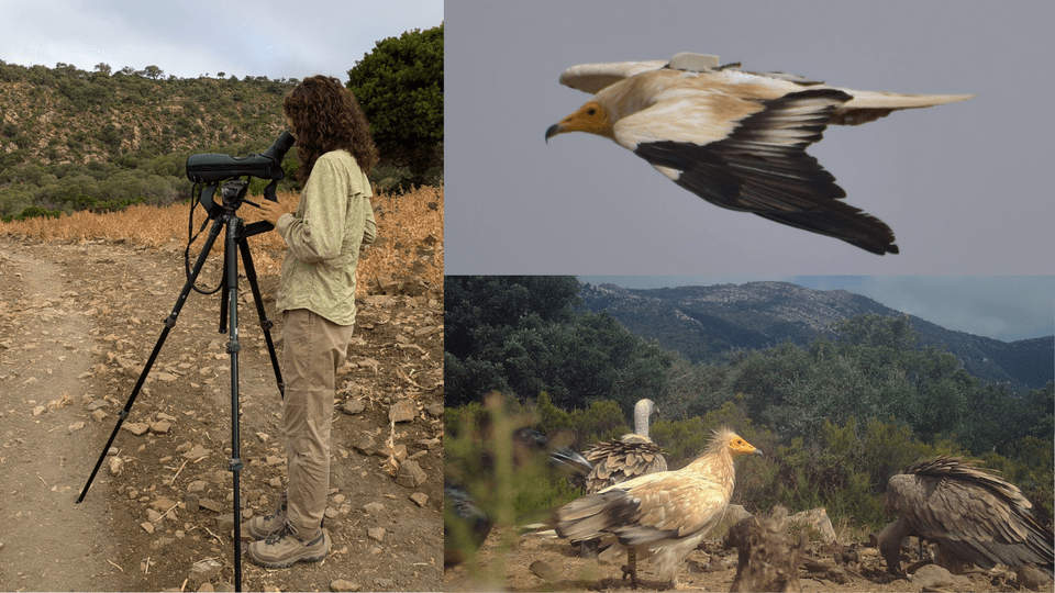 Collage of three photos: Maxima Gomez-Palmer looking through a telescope, a mid-flight Egyptian Vulture, and Egyptian Vultures picking at the ground at the top of a mountain.