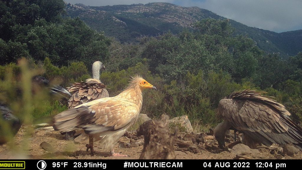 Egyptian Vultures picking at the ground at the top of a mountain.