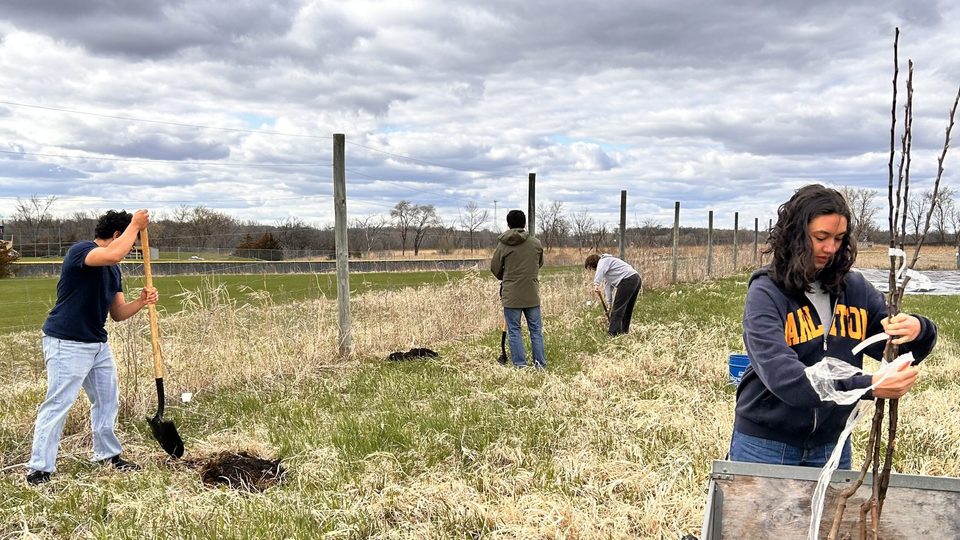 Students planting apple trees on the Carleton Farm.