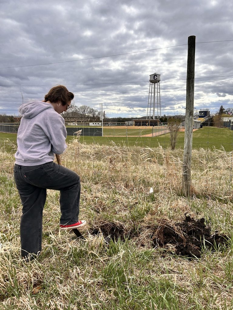 A student plants an apple tree on the Carleton Farm.