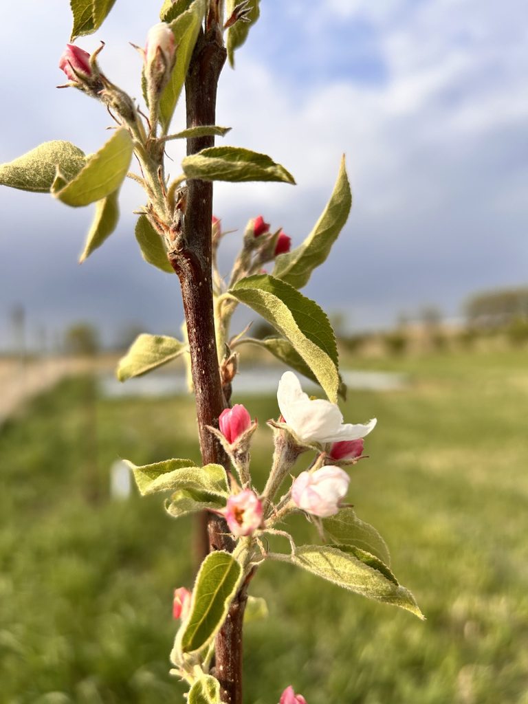 Close-up of a young apple tree blossoming.
