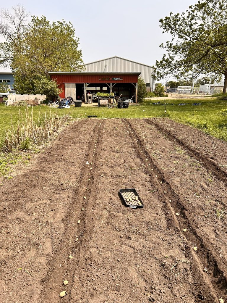 Plants in the ground at the Carleton Farm.