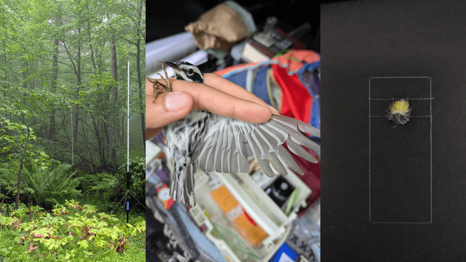 Collage of three photos depicting bird research.