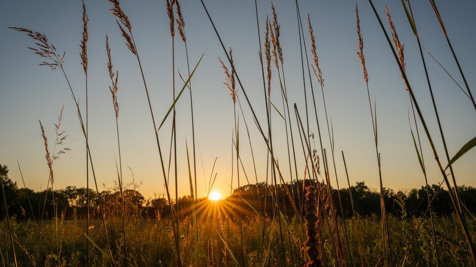 A clear sunset, seen through prairie grass in the Arb.