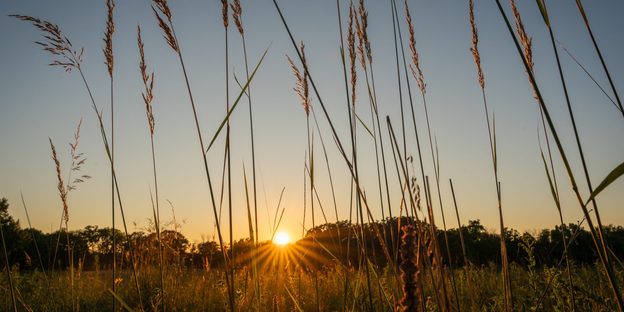 A clear sunset, seen through prairie grass in the Arb.