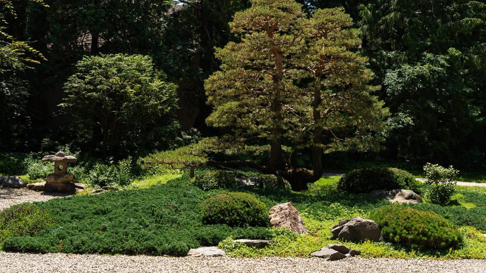 Carleton's Japanese Garden in the summer.