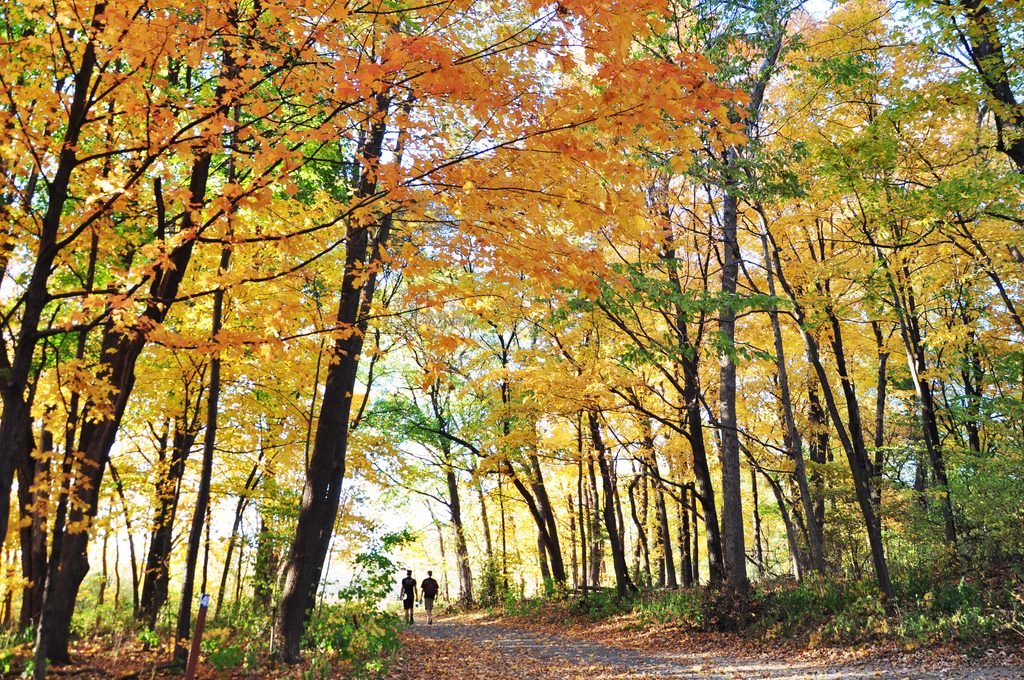 Two students walking on a path in the Arboretum in the fall