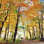 Two students walking on a path in the Arboretum in the fall