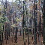 Javoricko forest