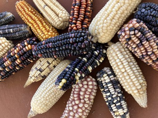 multicolored corn on cobs
