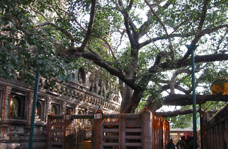 a large, sprawling tree