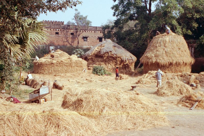 Several people harvest rice