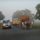 Two cars and a rickshaw overflowing with hay approach the photographer
