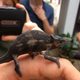 Students find a chameleon