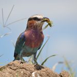 A lilac-breasted roller snags a tasty snack.