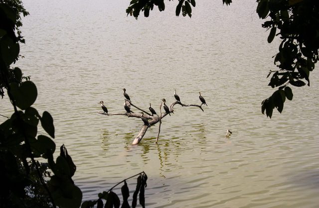 Lake Duluti: cormorants gular fluttering to maintain body temperature
