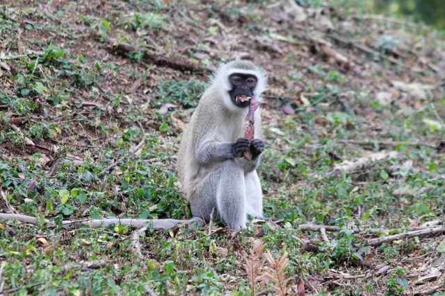 One of many vervet monkeys living on campus