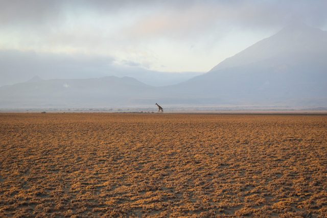 Giraffe at Engikaret