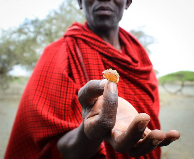 Maasai Medicine at Engikaret