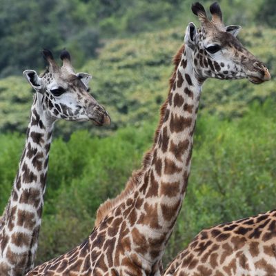 Giraffes in Tanzania savanna