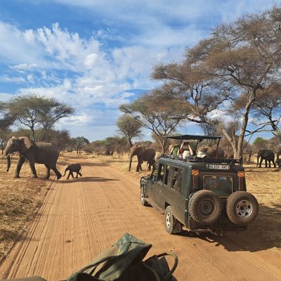 Students watching elephants cross the road