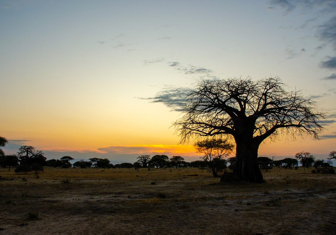 Baobab tree in Tarangire sunset