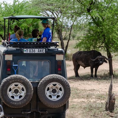 Students watching a cape buffalo