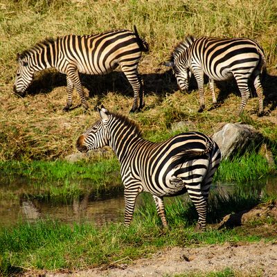 Plains Zebras eating/ drinking