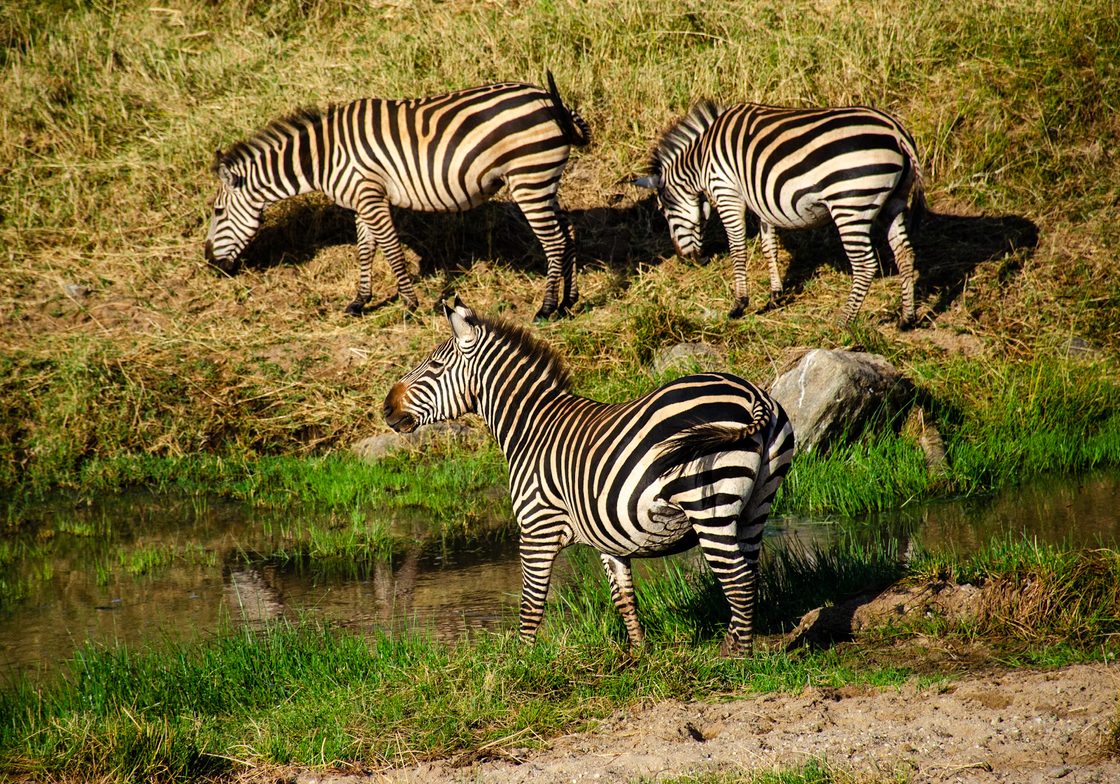 Plains Zebras eating/ drinking