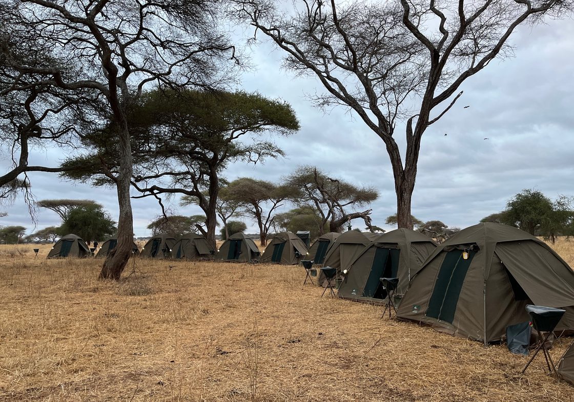 Tent setup for nights out on safari