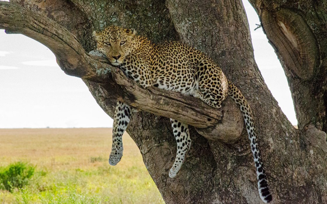 Leopard lounging in a tree