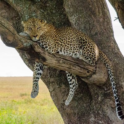 Leopard lounging in a tree