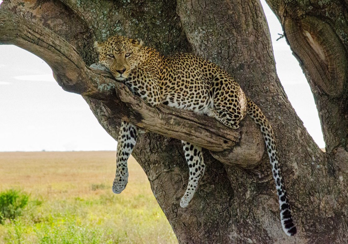Leopard lounging in a tree
