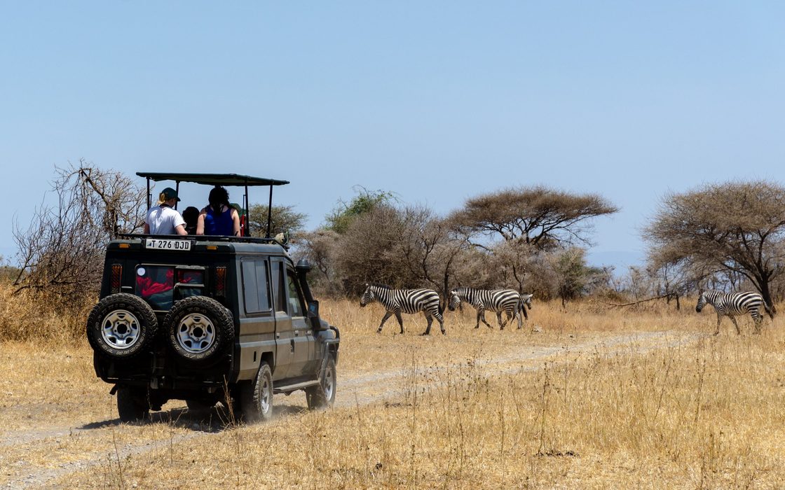 Students watching plains zebras