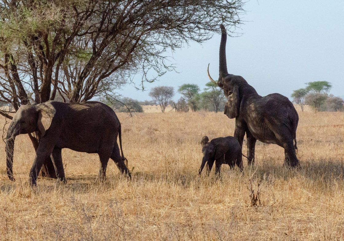 Elephants grabbing a bite of acacia leaves