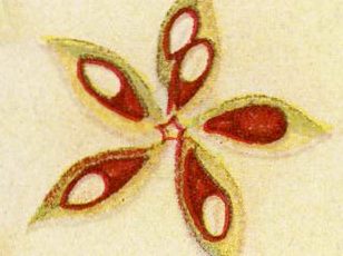 Close up of apple seeds