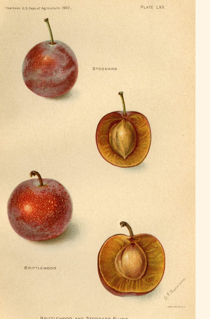 Brittlewood and Stoddard Plums