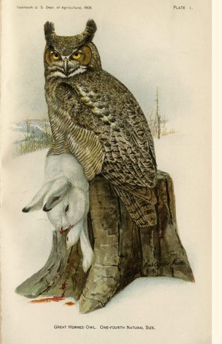 Great Horned Owl with dead rabbit illustration