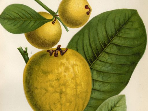 Plate IX. Guava