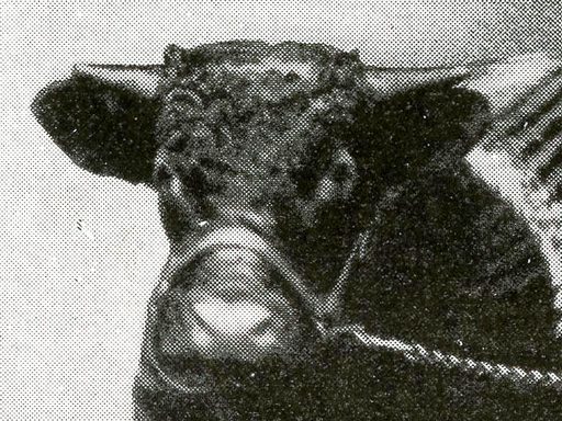 Cow