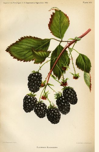 Illustration of Eldorado blackberries