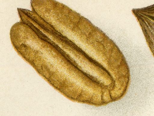 Plate XXXVI. Pecan Varieties