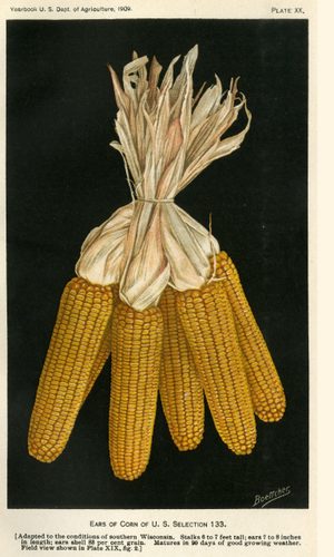 Plate XX. Ears of Corn of U.S. Selection