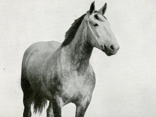 Pure-Bred Stallion