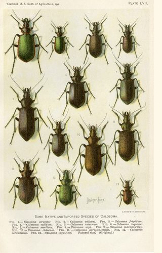 Some Native and Imported species of Calosoma